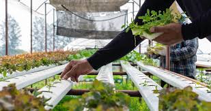 urban gardening